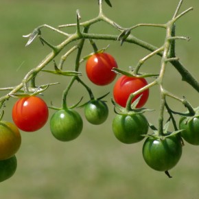 Conseil Municipal du 11 Avril 2014 – Intervention de Aude HERRARD :   Les jardins familiaux à Houilles : un projet pour tous&nbsp;?